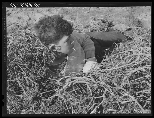 Young potato picker resting during the lunch hour on a farm near Caribou, Maine