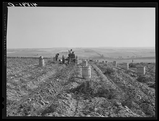 Tractor-drawn potato digger in a field near Caribou, Maine