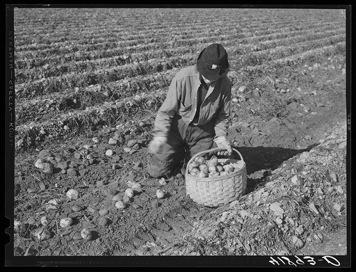 Picking potatoes on a large farm near Caribou, Maine