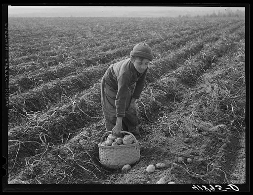 Children (boy) picking potatoes on a large farm near Caribou, Maine. Schools do not open until the potatoes are harvested