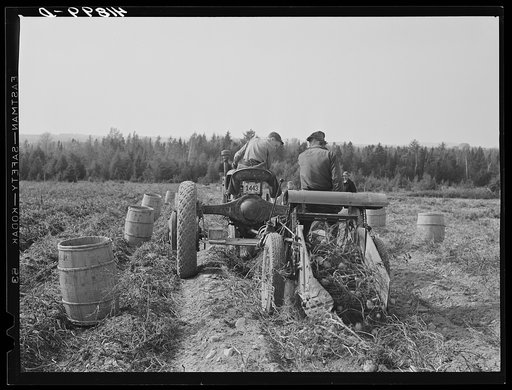 Untitled photo, possibly related to: Harvesting potatoes with a single-row tractor-drawn digger on a farm near Caribou, Maine