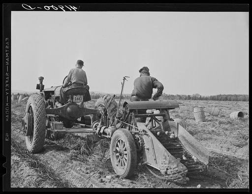 Untitled photo, possibly related to: Harvesting potatoes with a single-row tractor-drawn digger on a farm near Caribou, Maine