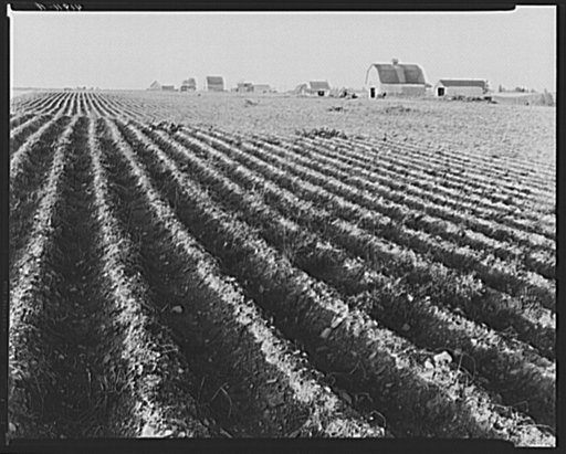 Aroostook farm landscape. In the foreground is a potato field ready to be harvested. Near Caribou, Maine