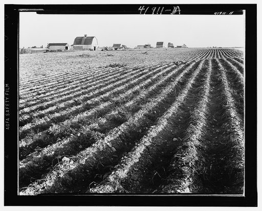 Aroostook farm landscape. In the foreground is a potato field ready to be harvested. Near Caribou, Maine