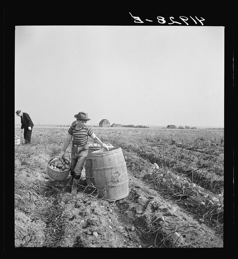 The opening of school was delayed in parts of Arrostook County so children could help pick potatoes. Near Caribou, Maine