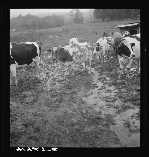 Untitled photo, possibly related to: Cows out in the rain on the farm of Mr. Addison, a FSA (Farm Security Administration) client. Westfield, Connecticut