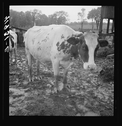 Untitled photo, possibly related to: Cows out in the rain on the farm of Mr. Addison, a FSA (Farm Security Administration) client. Westfield, Connecticut