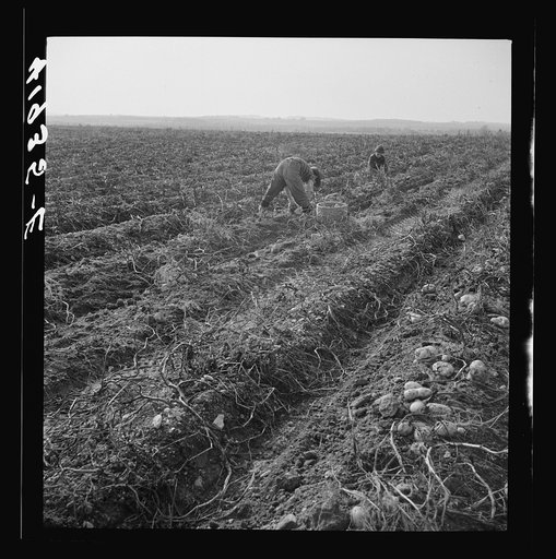 The opening of school was delayed in sections of Aroostook County so children could help pick potatoes. Near Caribou, Maine