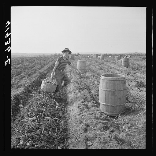 Untitled photo, possibly related to: The opening of school was delayed in parts of Arrostook County so children could help pick potatoes. Near Caribou, Maine