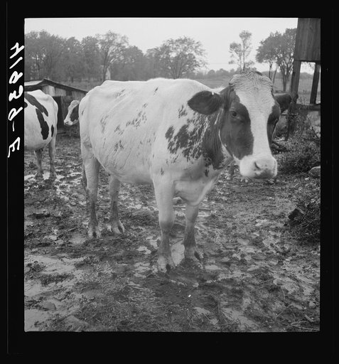 Mr. Addison's cow on his farm on a rainy day. Westfield, Connecticut