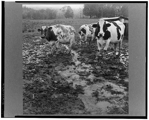 Cows out in the rain on the farm of Mr. Addison, a FSA (Farm Security Administration) client. Westfield, Connecticut