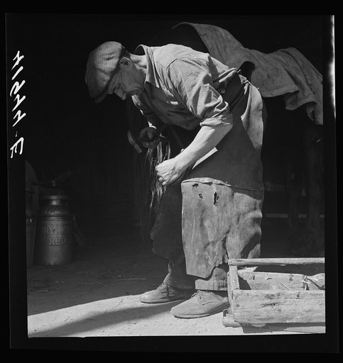 Shoeing a horse in the barn of Mr. Emerson J. Leonard. Wallingford, Connecticut