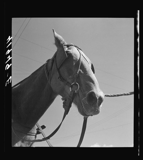 Horse belonging to Mr. Arthur Wolfe, FSA (Farm Security Administration) client. North Branford, Connecticut