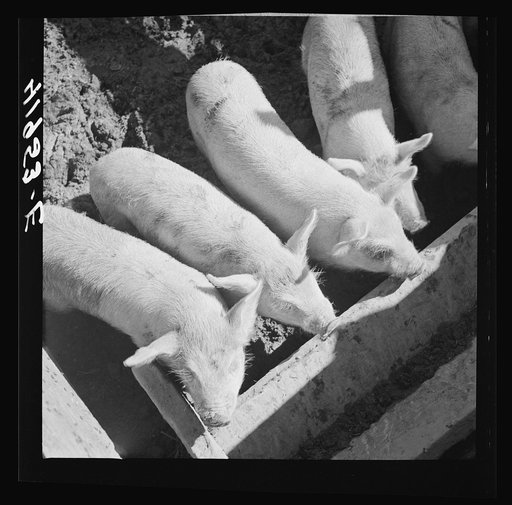 Untitled photo, possibly related to: Mr. Theodore German's small pigs at his farm in North Branford, Connecticut