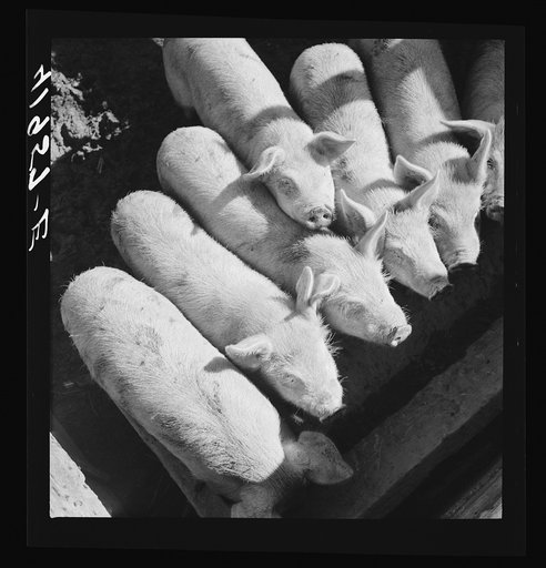 Mr. Theodore German's small pigs at his farm in North Branford, Connecticut
