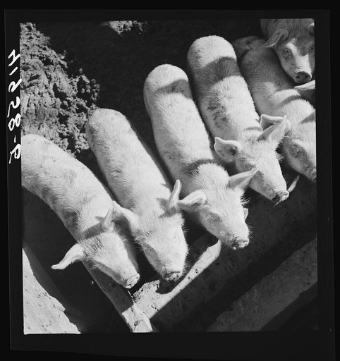 Untitled photo, possibly related to: Mr. Theodore German's small pigs at his farm in North Branford, Connecticut