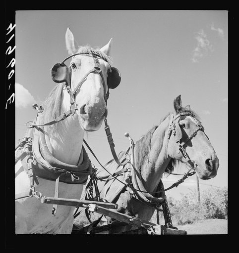 Mr. Arthur Wolf's team of horses which he was able to get with FSA (Farm Security Administration) aid. North Branford, Connecticut