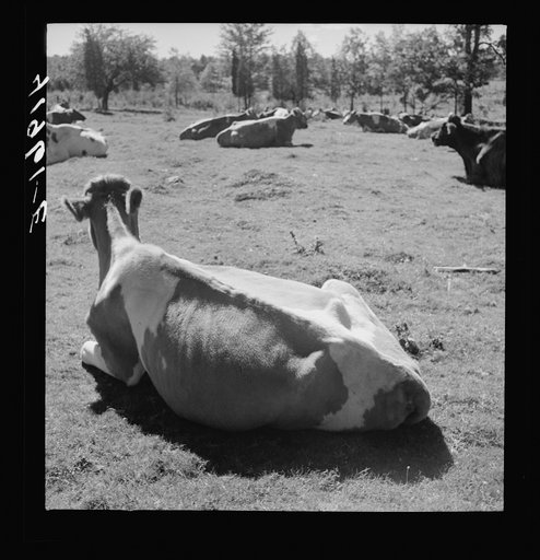 Untitled photo, possibly related to: Dairying and poultry farming hold first place in Connecticut agriculture. Cows just outside of Wallingford, Connecticut