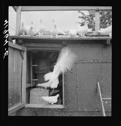 Untitled photo, possibly related to: Pigeons raised by Mr. Edward J. Warher, who is a part time carpenter. North Haven, Connecticut
