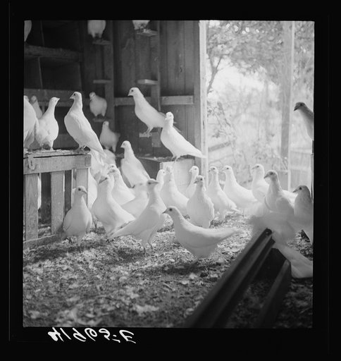 Pigeons raised by Mr. Edward J. Warher, who is a part time carpenter. North Haven, Connecticut
