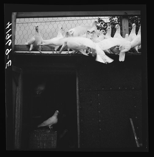 Untitled photo, possibly related to: Pigeons raised by Mr. Edward J. Warner, who is a part time carpenter. North Haven, Connecticut