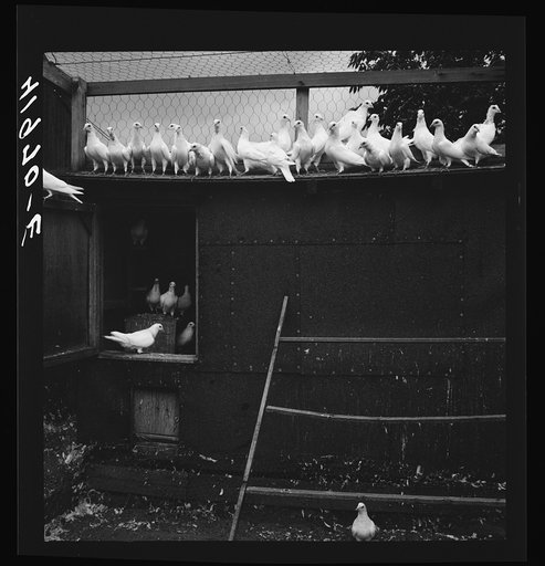 Pigeons raised by Mr. Edward J. Warner, who is a part time carpenter. North Haven, Connecticut