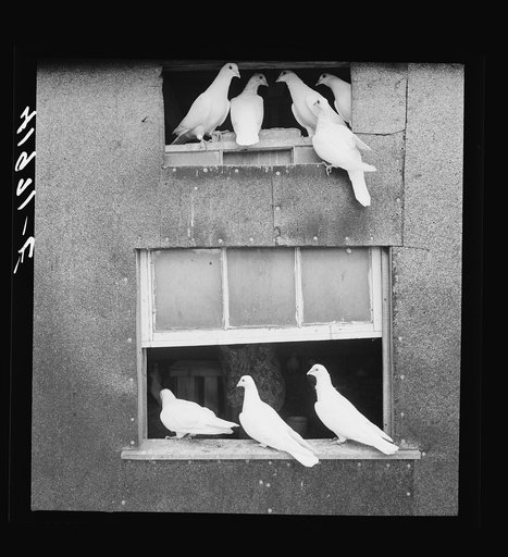 Pigeons raised by Mr. Edward J. Warner, who is a part time carpenter. North Haven, Connecticut
