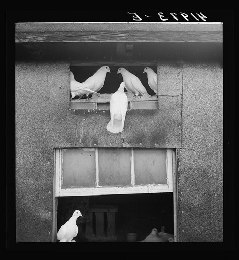 Untitled photo, possibly related to: Pigeons raised by Mr. Edward J. Warner, who is a part time carpenter. North Haven, Connecticut