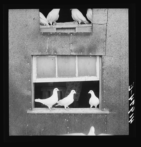 Untitled photo, possibly related to: Pigeons raised by Mr. Edward J. Warner, who is a part time carpenter. North Haven, Connecticut