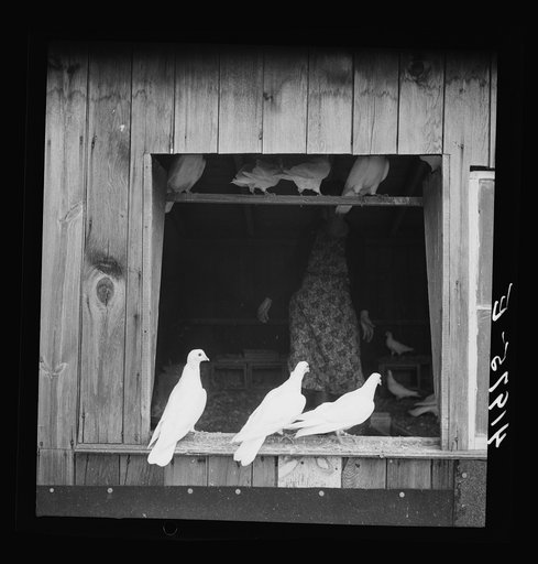 Untitled photo, possibly related to: Pigeons raised by Mr. Edward J. Warner, who is a part time carpenter. North Haven, Connecticut