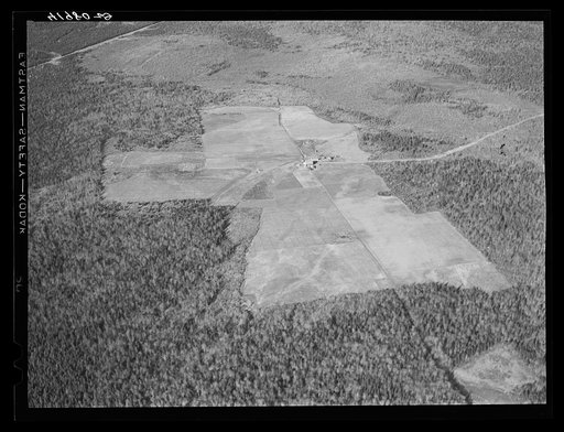 Untitled photo, possibly related to: The Holmquist seed foundation farm near New Sweden, Maine. See general caption Aroostook County number one