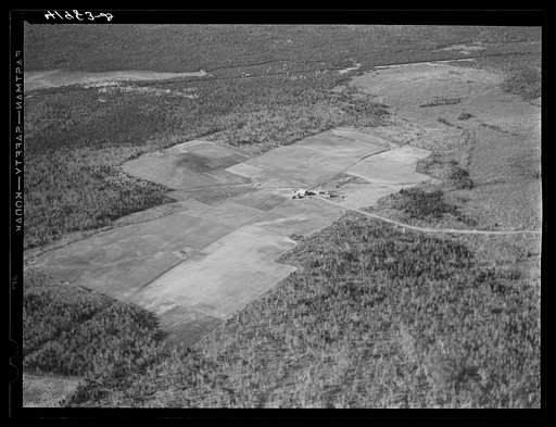 Untitled photo, possibly related to: The Holmquist seed foundation farm near New Sweden, Maine. See general caption Aroostook County number one