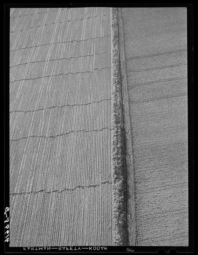 Potato field after the crop was gathered. The long horizontal rows are waste vines gathered up to be burned. Near Caribou, Maine