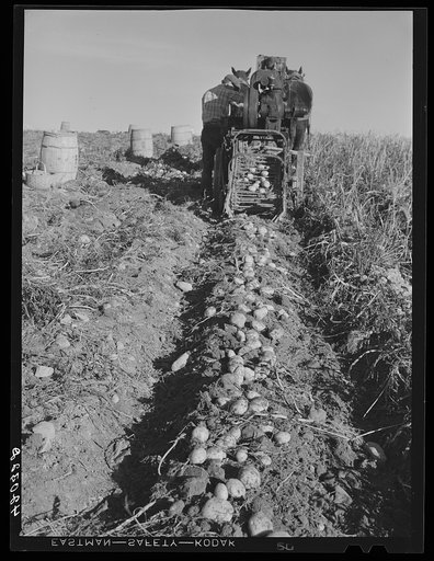 Seed potatoes on the farm of Mr. Edison Houston, FSA (Farm Security Administration) client and participant on community service seed program. Perham, Maine