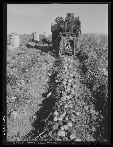 Untitled photo, possibly related to: Seed potatoes on the farm of Mr. Edison Houston, FSA (Farm Security Administration) client and participant on community service seed program. Perham, Maine