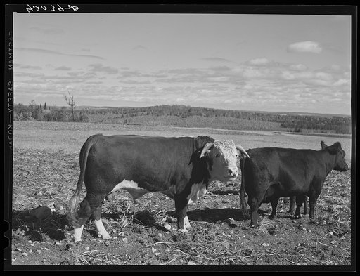 Untitled photo, possibly related to: Prize bull owned by Robert Cunningham, FSA (Farm Security Administration) client. Beef cattle is being introduced to supplement potatoes as a supplementary source of income to potatoes. Washburn, Maine