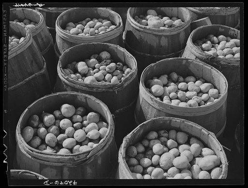 Inferior grade potatoes brought for sale to a starch factory in Van Buren, Maine