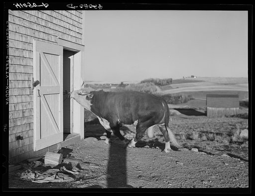 Untitled photo, possibly related to: Prize bull owned by Robert Cunningham, FSA (Farm Security Administration) client. Beef cattle is being introduced to supplement potatoes as a source of income. Washburn, Maine