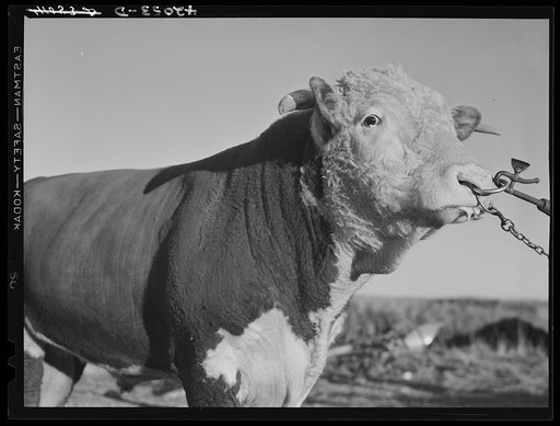 Prize bull owned by Robert Cunningham, FSA (Farm Security Administration) client. Beef cattle is being introduced to supplement potatoes as a source of income. Washburn, Maine