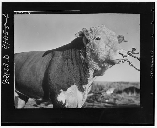 Prize bull owned by Robert Cunningham, FSA (Farm Security Administration) client. Beef cattle is being introduced to supplement potatoes as a source of income. Washburn, Maine