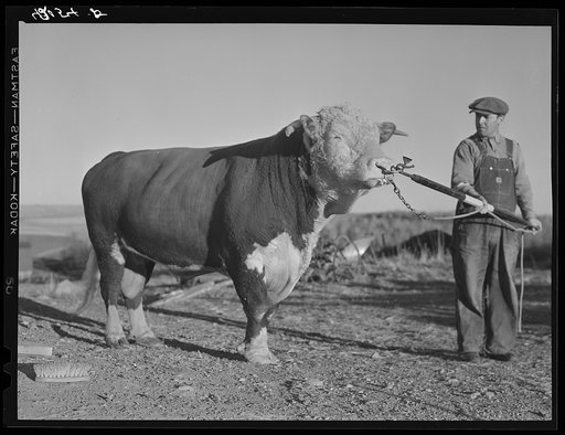Prize bull owned by Robert Cunningham, FSA (Farm Security Administration) client. Beef cattle is being introduced to supplement potatoes as a supplementary source of income to potatoes. Washburn, Maine