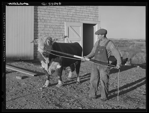Untitled photo, possibly related to: Prize bull owned by Robert Cunningham, FSA (Farm Security Administration) client. Beef cattle is being introduced to supplement potatoes as a supplementary source of income to potatoes. Washburn, Maine