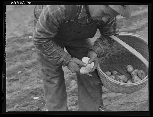Method of cutting seed for immediate use in planting. The Levesque farm near Van Buren, Maine