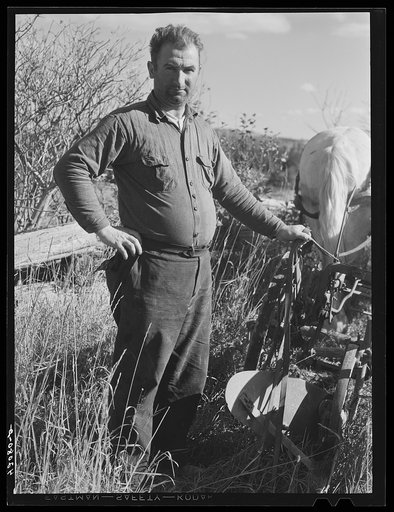 A Swedish potato farmer of New Sweden, Maine
