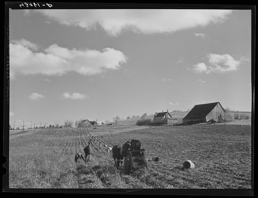 Using a horse-drawn potato digger on a farm near New Sweden, Maine