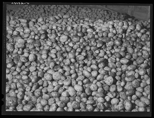 Seed potatoes on the Holmquist farm, the first one of the isolation seed foundation unit in Aroostook County. New Sweden, Maine. See general caption Aroostook number 1