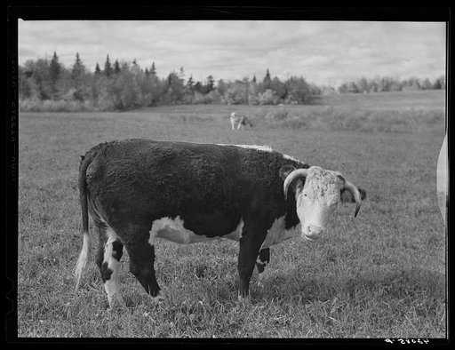 The raising of beef cattle such as this on the farm of Waldo Holquist is encouraged by FSA (Farm Security Administration) to supplement the income from potatoes. New Sweden, Maine