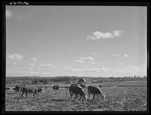 The raising of beef cattle such as this on the farm of Waldo Holmquist, Aroostook potato farmer, is encouraged by FSA (Farm Security Administration) as a supplementary source of income to potatoes. New Sweden, Maine