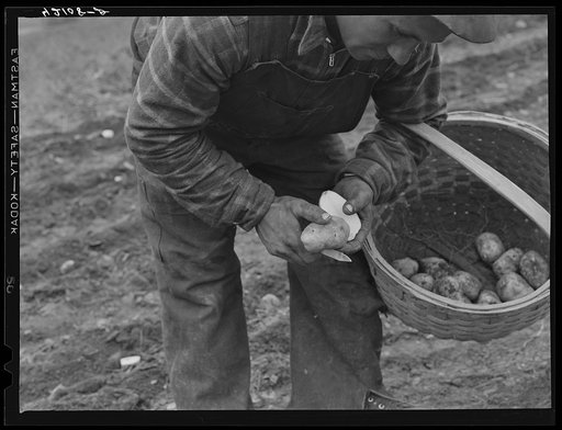 Mr. Claude Levesque, FSA (Farm Security Administration) client and potato farmer, demonstrating method of cutting seed potatoes for immediate planting. Near Van Buren, Maine