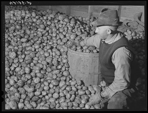 Mr. Waldo Holmqwist, pioneer in the FSA (Farm Security Administration) certified seed isolation units with a new variety of spuds, the Sebago. New Sweden, Maine